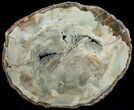 Araucaria Petrified Wood Slab - x #6774-7